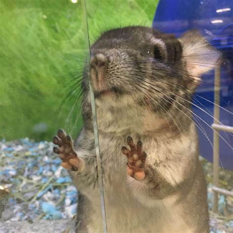 Everyday care boils down to ensuring they have enough water, food, and hay, as well as providing them with plenty of safe chew toys. . How much are chinchillas at petsmart